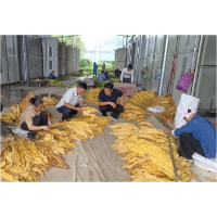 凤凰县：科技力量精准护航烟叶减灾降损