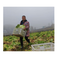 励志搬迁户龙智勇:菜地耕耘致富路 带领乡亲奔幸福