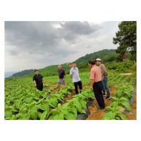 雨后田间护金叶,农技下乡保丰收——茶田镇联合茨岩烟站开展烟叶灾后管护指导工作
