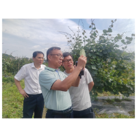 凤凰县：科技“点单”不单点   团队破解猕猴桃产业难题   