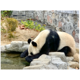 抓住年尾巴 畅玩凤凰中华大熊猫苑