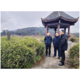 凤凰县：早谋划早布局，锚定茶叶产业新篇章