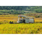 凤凰吉信高山米：优产精加工赋能 香飘乡村振兴路