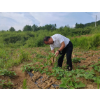 凤凰县:烟薯套种新模式点亮烟农增收路