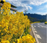 黄花遍地开 邀您赴一场春日之约