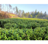 凤凰县都里村：650亩黄金茶迎春采摘 “一片叶”铺就乡村振兴致富路