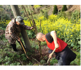 凤凰县城北社区：党建引领聚合力 志愿护绿美磁浮