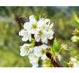 凤凰县廖家桥镇漾水坨社区：千亩李花竞绽放 生态乡村焕新颜