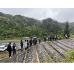 凤凰县木江坪镇中寨村开展仙草种植现场培训