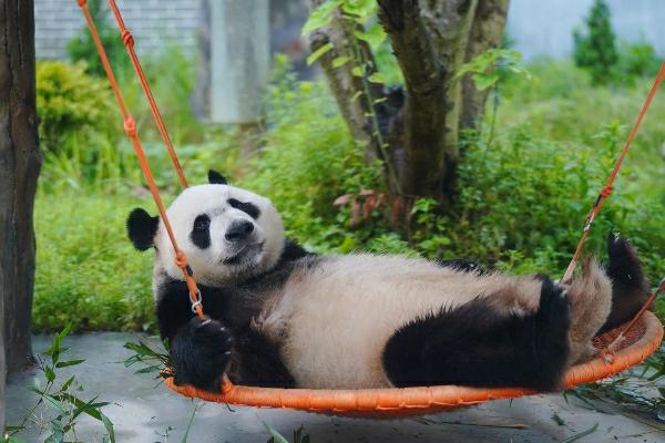熊猫园2.jpg