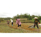 春耕绘锦绣 产业启新程——凤凰县吉信镇奏响乡村振兴春耕曲