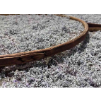 凤凰县新场镇：紫芽初长成——古林村雪茶里的春天