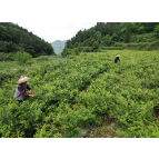 凤凰县首云村：茶香漫高山 产业助振兴