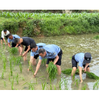 凤凰县吉信派出所：田间地头办实事 助农插秧践初心