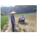 凤凰县开展烟稻连作试验种植