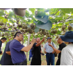 湖南凤凰:桃红满山引客来 磁浮一路连城去