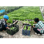 凤凰县禾库镇红安社区东立合作社:秋冬蔬菜移栽忙 耕种筑牢增收路