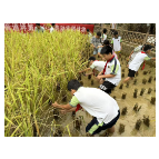 “稚手拾金穗，童趣盈稻间” ——凤凰县箭道坪第一小学劳动实践活动