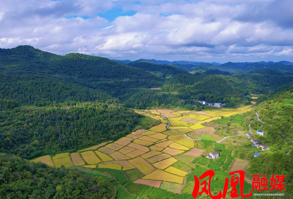 凤凰县吉信镇300亩高山水稻喜迎丰收