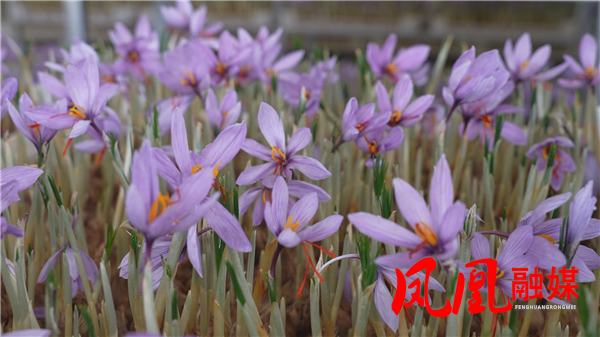 99%开花率!藏红花首次在凤凰规模扩种即成“千万金矿”