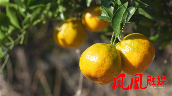 凤凰县水打田乡池坪村:柑橘喜获丰收 果园飘香采摘忙