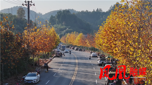 凤凰:梧桐黄了 点”靓”最美公路