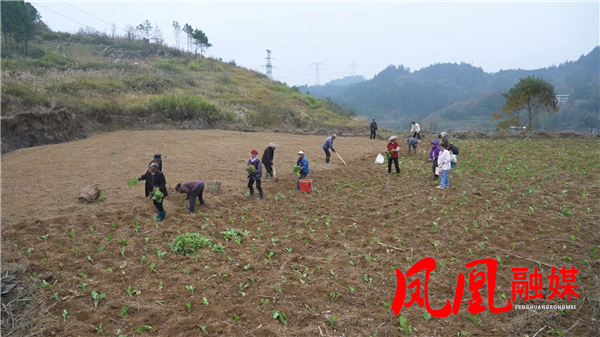 凤凰县小黄土村:抢抓农时办比赛 “冬闲田”变“增收地”