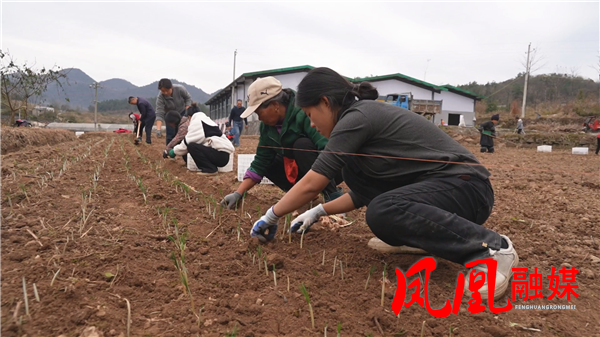 专家田间 “授艺” 藏红花种球种植有 “科技靠山”