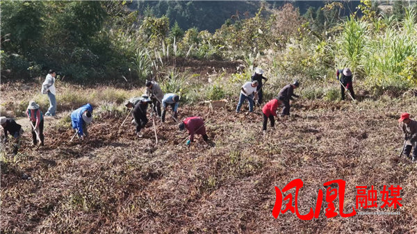 凤凰县大管冲村:百亩蜜薯迎丰收 村民采收忙不停