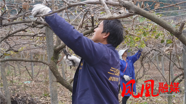 凤凰县菖蒲塘村:猕猴桃剪个新“发型”来年“枝”美果更壮