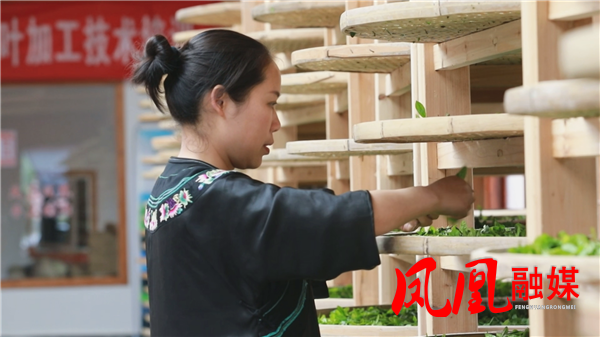 凤凰于飞 代表担当|姚花平：一片叶子 一份初心 让“凤凰茶”飞出大山