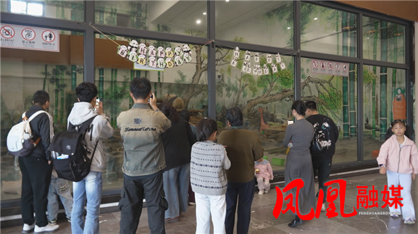 国庆假期热度十足！各地游客齐聚凤凰中华大熊猫苑打卡萌宝