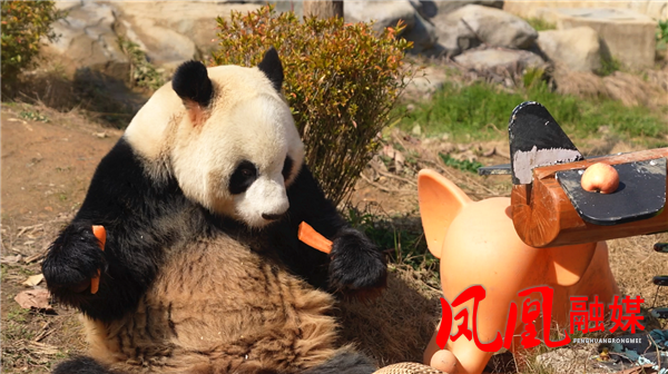 神秘湘西过大年|凤凰县：萌宠闹春趣满苑 凤凰中华大熊猫苑春节亲子游持续火爆