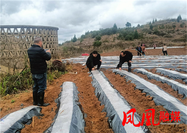 凤凰县：紧盯标准强督查  扎实推进山地特色优质烟叶生产