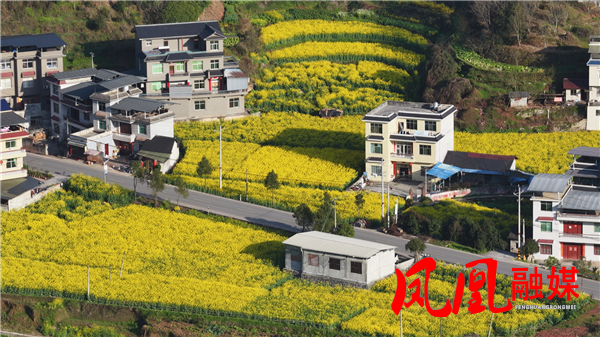 沱江镇官庄村：油菜花竞相绽放 一路金黄醉春风