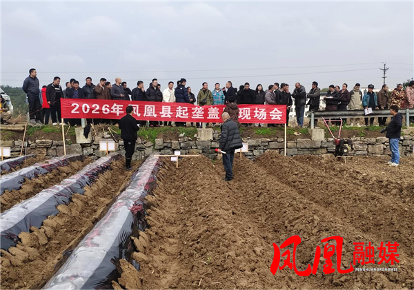 凤凰县：召开烟叶生产起垄盖膜现场会  以现场示范促标准落地