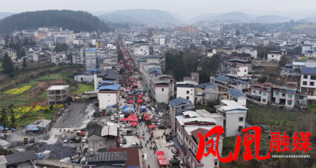 凤凰县：人勤春来早 苗木市场购销两旺