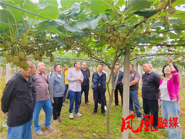 凤凰县：田间实训传农技 精准培管促增收