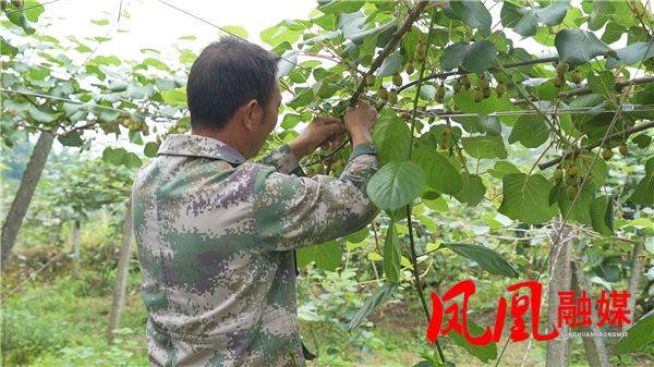 菖蒲塘村：猕猴桃疏果正当时 精管细护孕育甜蜜好收成