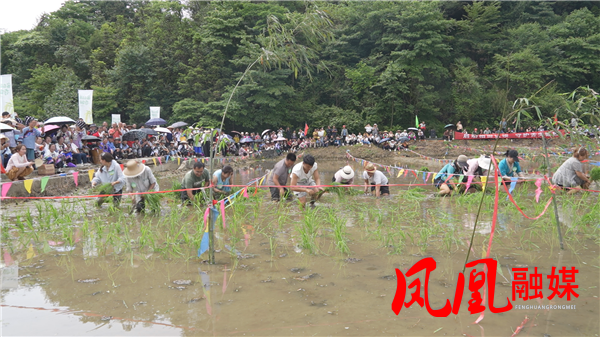两林乡高果村：“稻田认养”盘活土地资源  助力乡村振兴