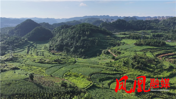 凤凰县：1.8万亩烤烟迎采收 金叶飘香助农增收