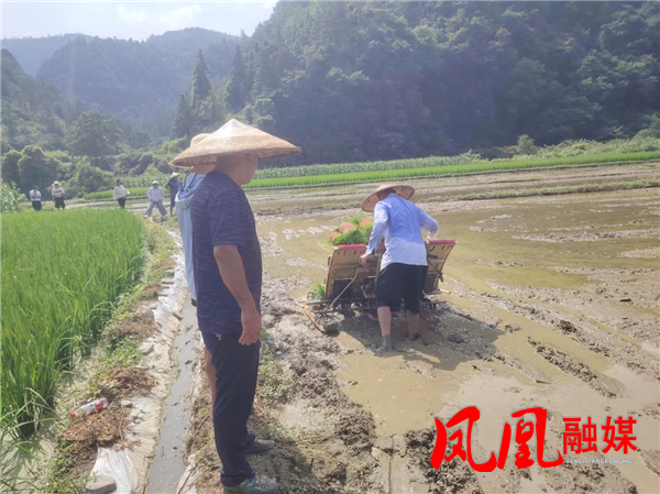 凤凰县开展烟稻连作试验种植