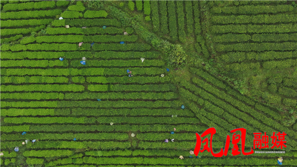 腊尔山镇科茸村:黄金茶夏秋采收有序推进