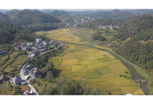 稻浪翻金穗满枝 禾库镇德榜村金秋水稻喜迎丰收