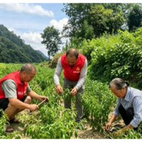 凤凰县万溶江村:田间地头践初心 助农一线党旗红