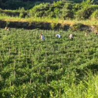 凤凰县塘寨村:依托特色产业走出乡村振兴新路子