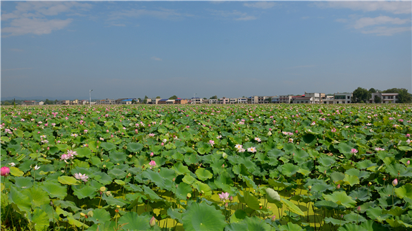 花石镇万亩荷花基地.jpg