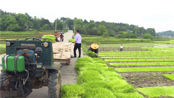 湘潭县：强力推进双季稻种植 让农民乐吃“种田饭”