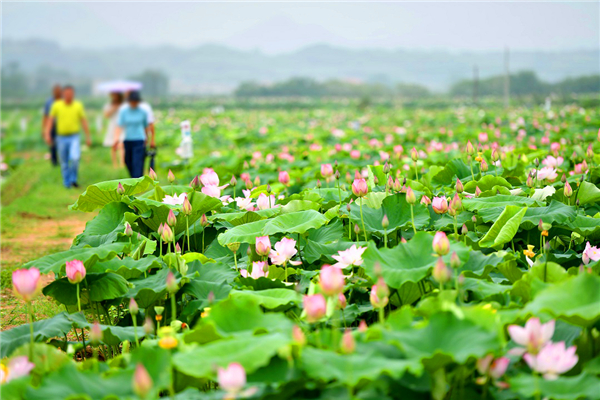 千亩湘莲种植示范片.jpg