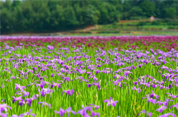 千亩水生花卉示范片.jpg